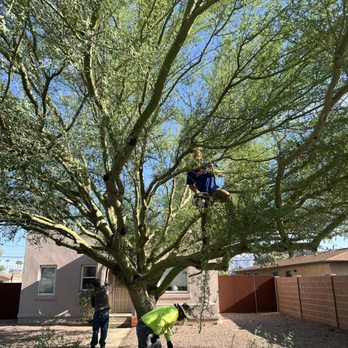 Tree Monkey Tree Trimming - Tree Services Near Me