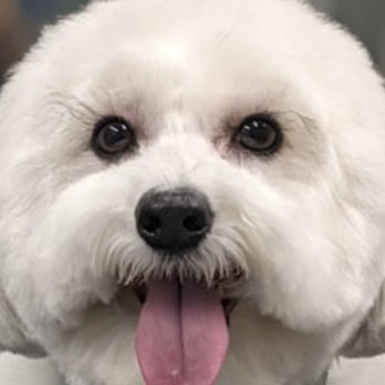 Paws-N-Claws - Dumpling - Pet Groomers Near Me - Fort Myers, Florida