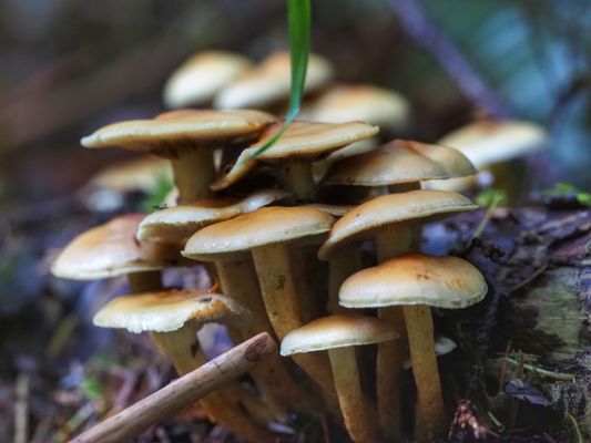 Lewis and Clark National Historical Park by null