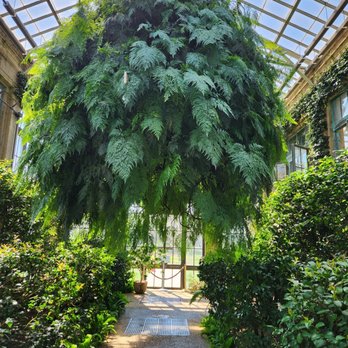 Longwood Gardens - Huge hanging plant - Botanical Gardens Near Me - Kennett Square, Pennsylvania