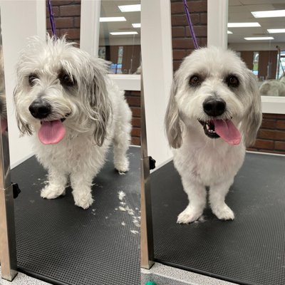Bathing and Brushing - Give your pet the ultimate pampering experience with our rejuvenating baths using pet-friendly products. We'll carefully brush their coat, leaving it soft, shiny, and tangle-free. Bathing and Brushing - Give your pet the ultimate pampering experience with our rejuvenating baths using pet-friendly products. We'll carefully brush their coat, leaving it soft, shiny, and tangle-free.