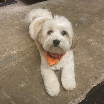 Mobile Doki's Grooming - Pet Groomers Near Me - Miami, Florida Mobile Doki's Grooming - Pet Groomers Near Me - Miami, Florida