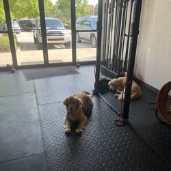 Crossfit Birmingham - Dog friendly: thank you!