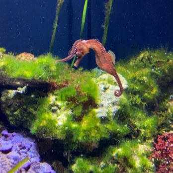 Shedd Aquarium - A fish - Aquariums Near Me - Chicago, Illinois Shedd Aquarium - A fish - Aquariums Near Me - Chicago, Illinois