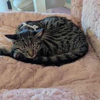 Cat Cafe Meows Rakuen - Cafes Near Me - Gardena, California Cat Cafe Meows Rakuen - Cafes Near Me - Gardena, California