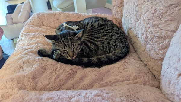 Meows Rakuen by null