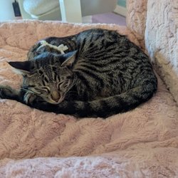 Cat Cafe Meows Rakuen
