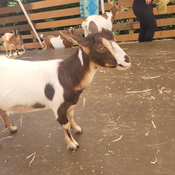 Lemos Farm - Our greeter - Amusement Parks Near Me - Half Moon Bay, California