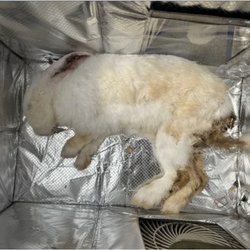 Kinder Haus Montessori - This is the rabbit that had to be euthanized due to severe neglect by Kinder Haus