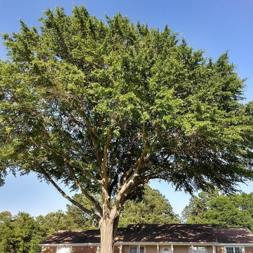 Dozier Tree Service - tree service in Augusta, GA