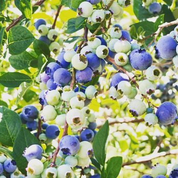 Cider Hill Farm - Blueberry season - Pick Your Own Farms Near Me - Amesbury, Massachusetts