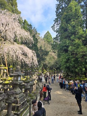 Kasugataisha Shrine by null