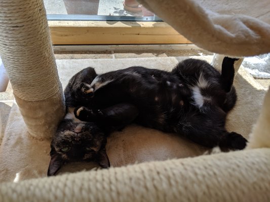 fancy cats rescue team