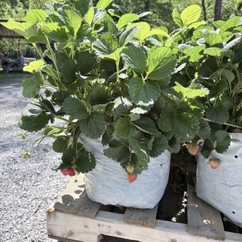 Darnell Farms - Strawberry plants to purchase - Fruits & Veggies Near Me - Bryson City, North Carolina Darnell Farms - Strawberry plants to purchase - Fruits & Veggies Near Me - Bryson City, North Carolina