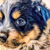 Perpetual Love Pet Sitting and Nutrition gift card