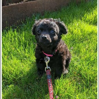 Dog Gone Seattle - Sophie - Pet Adoption Near Me