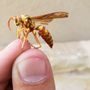 Photo of 360 Pest Solutions