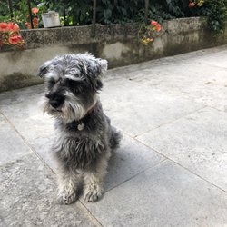 La Chancelière - Charly, one of the host's terribly cute dogs