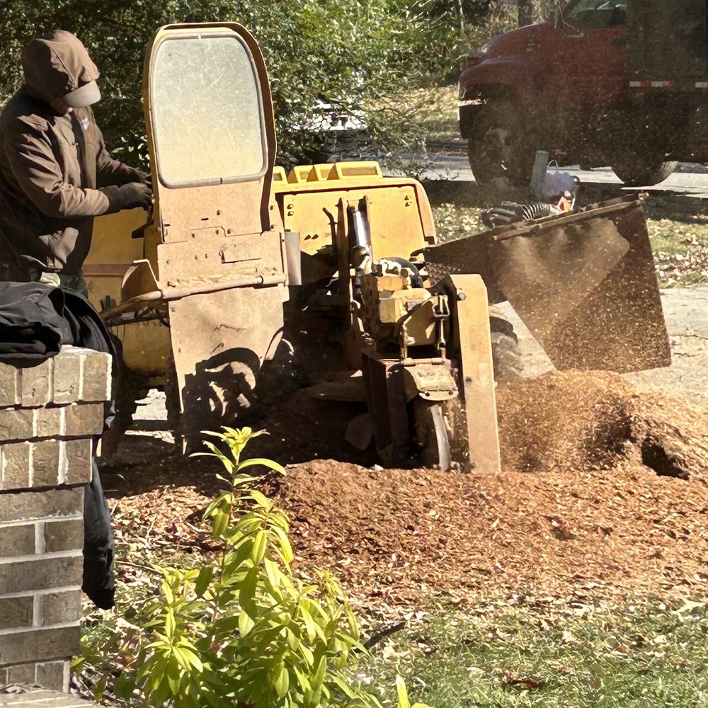 Ayala Tree Services - Tree Services Near Me - Roswell, Georgia Ayala Tree Services - Tree Services Near Me - Roswell, Georgia
