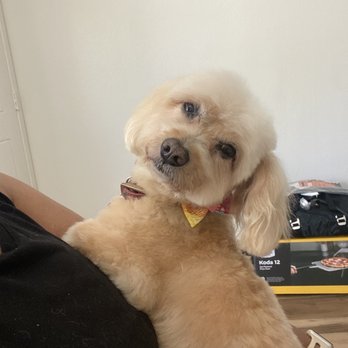 Pawsatively Elegant - Pet Groomers Near Me - Yorba Linda , California