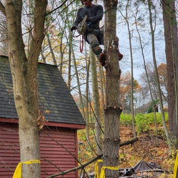 Najera Tree Services - Tree removal stump grinder and trimming - Tree Services Near Me - Dedham, Massachusetts Najera Tree Services - Tree removal stump grinder and trimming - Tree Services Near Me - Dedham, Massachusetts