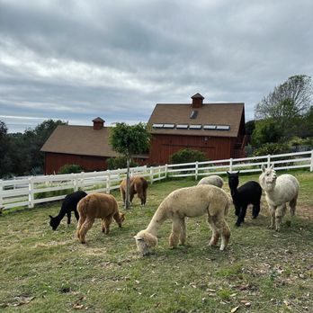 Canzelle Alpacas - Farms Near Me - Carpinteria, California Canzelle Alpacas - Farms Near Me - Carpinteria, California