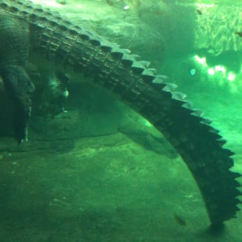 Sydney Wildlife World - One of the older attractions! - Zoos Near Me - Darling Harbour, NSW