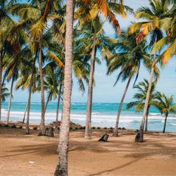 Canon USA - Beach palms