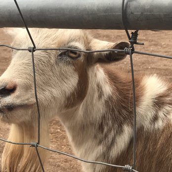 Agua Dulce Winery - Goats too! - Wineries Near Me - Agua Dulce, California Agua Dulce Winery - Goats too! - Wineries Near Me - Agua Dulce, California
