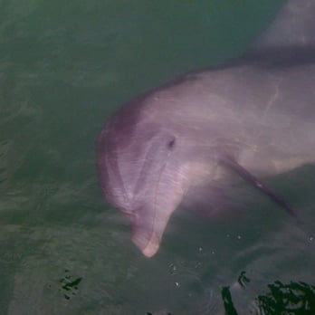 Delnor-Wiggins Pass State Park - Dolphin. - Parks Near Me - Naples, Florida Delnor-Wiggins Pass State Park - Dolphin. - Parks Near Me - Naples, Florida