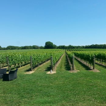 Sparkling Pointe - Vineyard for days.... (Summer of 2015) - Wineries Near Me - Southold, New York