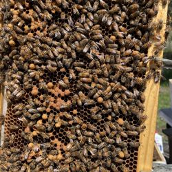 Pestmaster of Racine/Kenosha