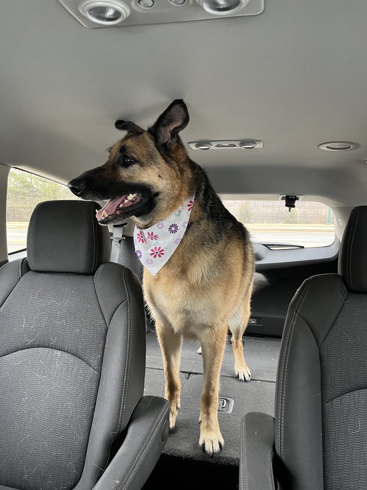 A PET PERFECTIONS Updated September 2024 4409 N Main St, Dayton