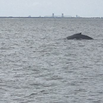 American Princess Cruises - Wow! What an experience! Much worth it! - Boat Charters Near Me - Brooklyn, New York