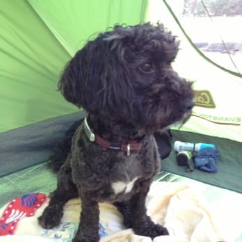 Hanna Flat Campground - Dog Friendly~ Charlie relaxing. - Campgrounds Near Me - Fawnskin, California Hanna Flat Campground - Dog Friendly~ Charlie relaxing. - Campgrounds Near Me - Fawnskin, California