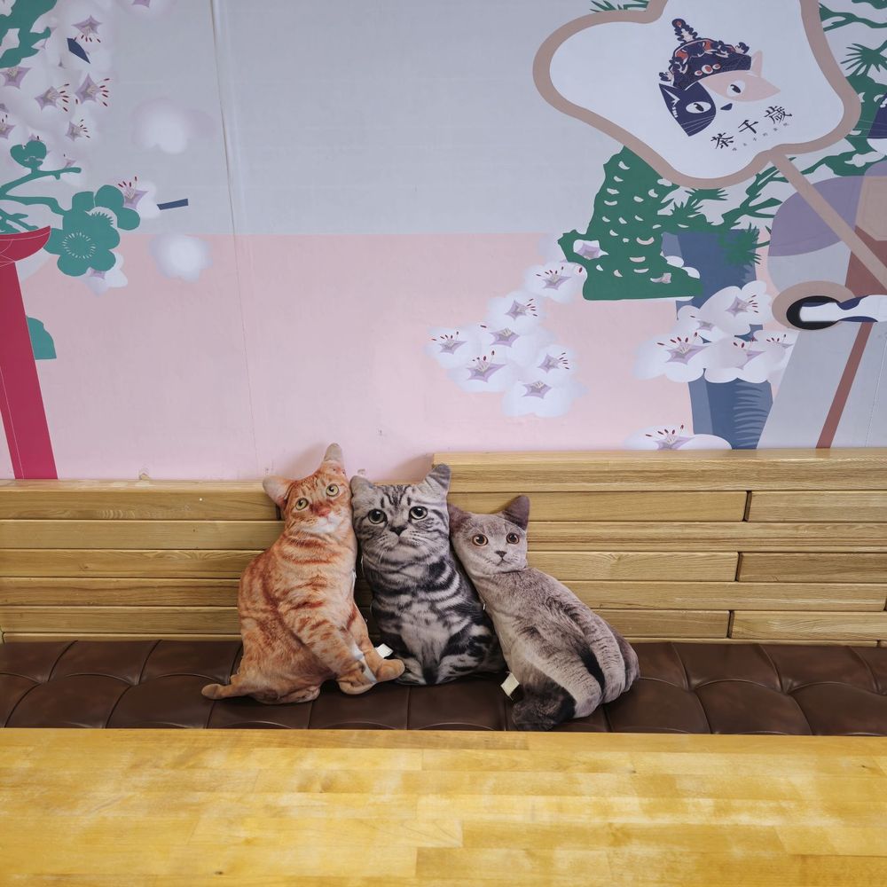 Timeless Tea - Lovely cat's cushions are waring for... - Bubble Tea Near Me - Bellevue, Washington