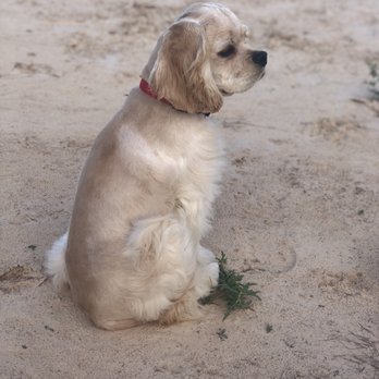 The PARC - Emergency Pet Hospital Near Me - Fort Worth, Texas