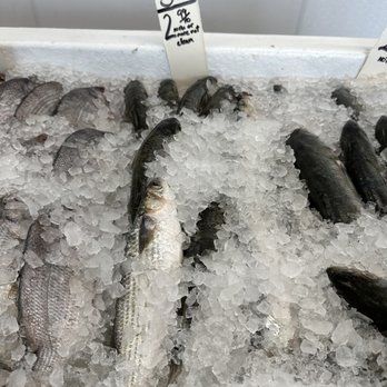Seafood Center - a variety of fish on ice - Seafood Near Me - Jacksonville, North Carolina Seafood Center - a variety of fish on ice - Seafood Near Me - Jacksonville, North Carolina