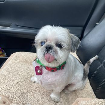 Wag n’ Swag - Spagettio - Pet Groomers Near Me - Los Angeles, California Wag n’ Swag - Spagettio - Pet Groomers Near Me - Los Angeles, California