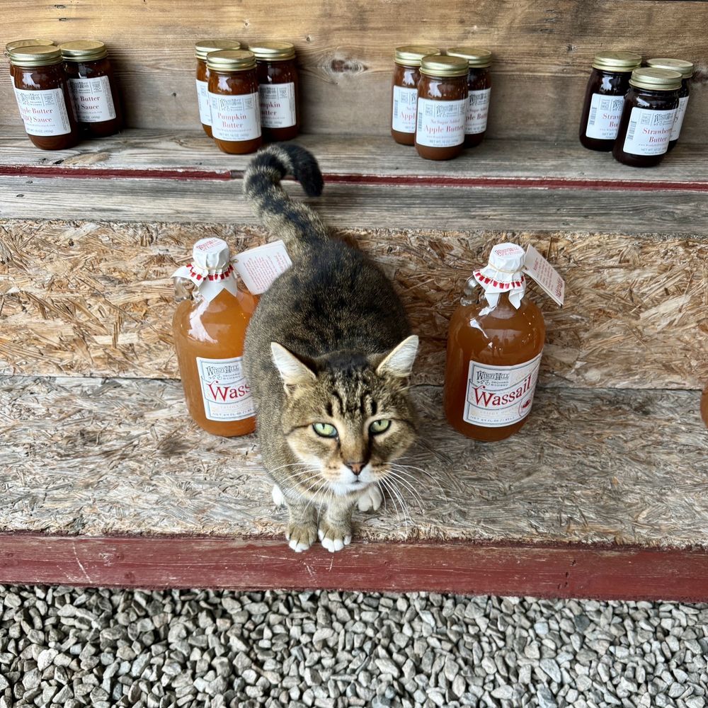 Windy Hill Orchard & Cidery - Orchard cat - Cideries Near Me - York, South Carolina Windy Hill Orchard & Cidery - Orchard cat - Cideries Near Me - York, South Carolina