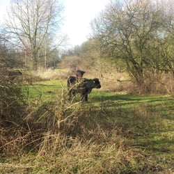 Hobokense Polder - Boskoeien!