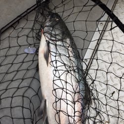 Port of Astoria - Fish On!