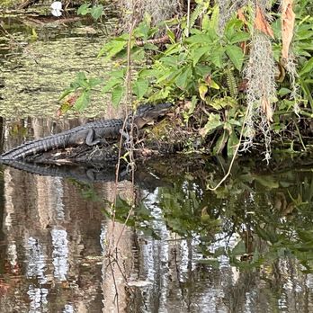 Premier Boat Tours - Alligator. - Boat Tours Near Me - Mount Dora, Florida