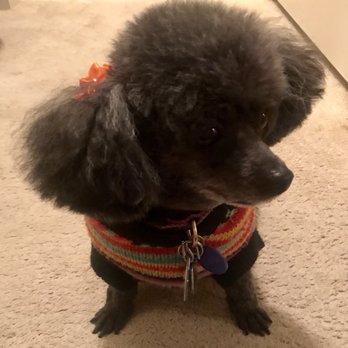 PetSmart - Pet Training Near Me - Wichita, Kansas