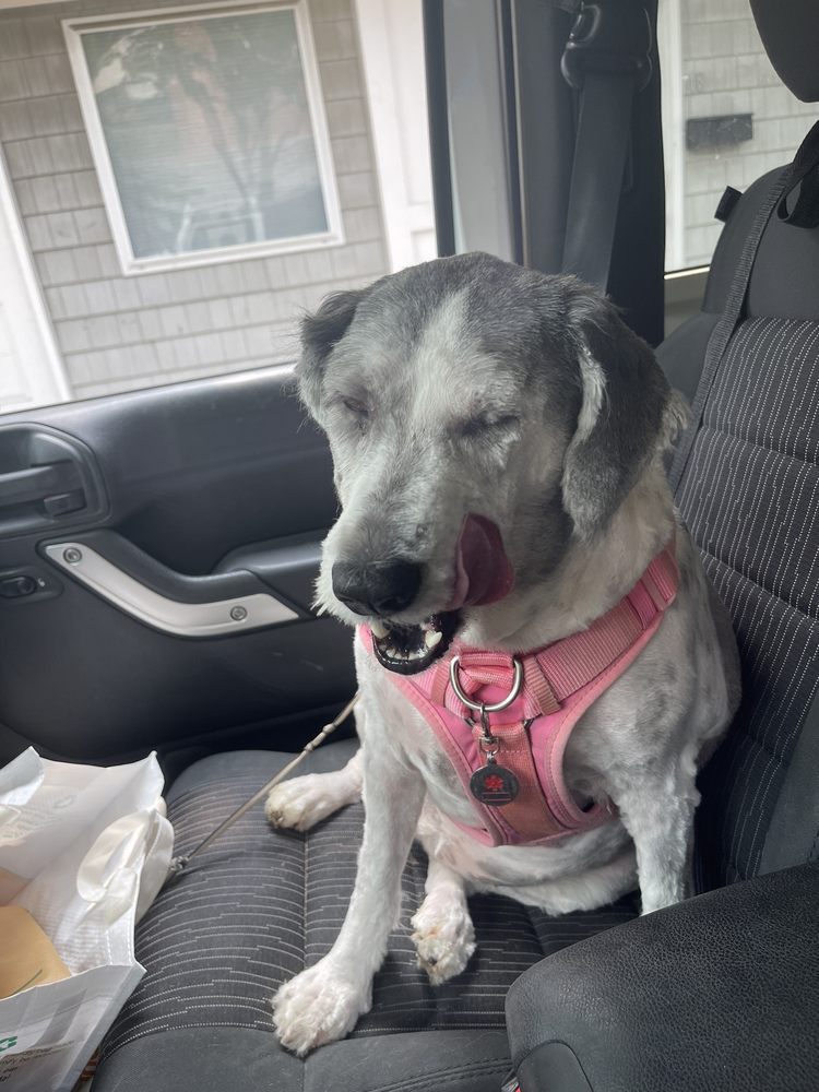 BAYSHORE BARKS GROOMING SALON Updated July 2024 15 Photos 36 Church St, Keansburg, New