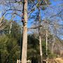 Photo of Flores Tree Service