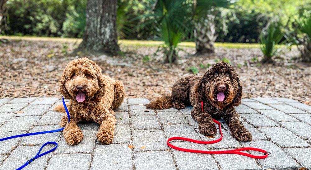 DYNAMIC K9 TRAINING - Updated June 2026 - Request Consultation - 10 ...