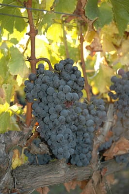 Larner Vineyard & Winery Tasting Room by null