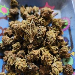 High Profile of Buchanan Dispensary - This is what the OG Kush looks like brown, dry and full of stems.