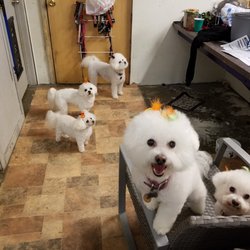 Devery's Doggie Chateau - Bichon Party!